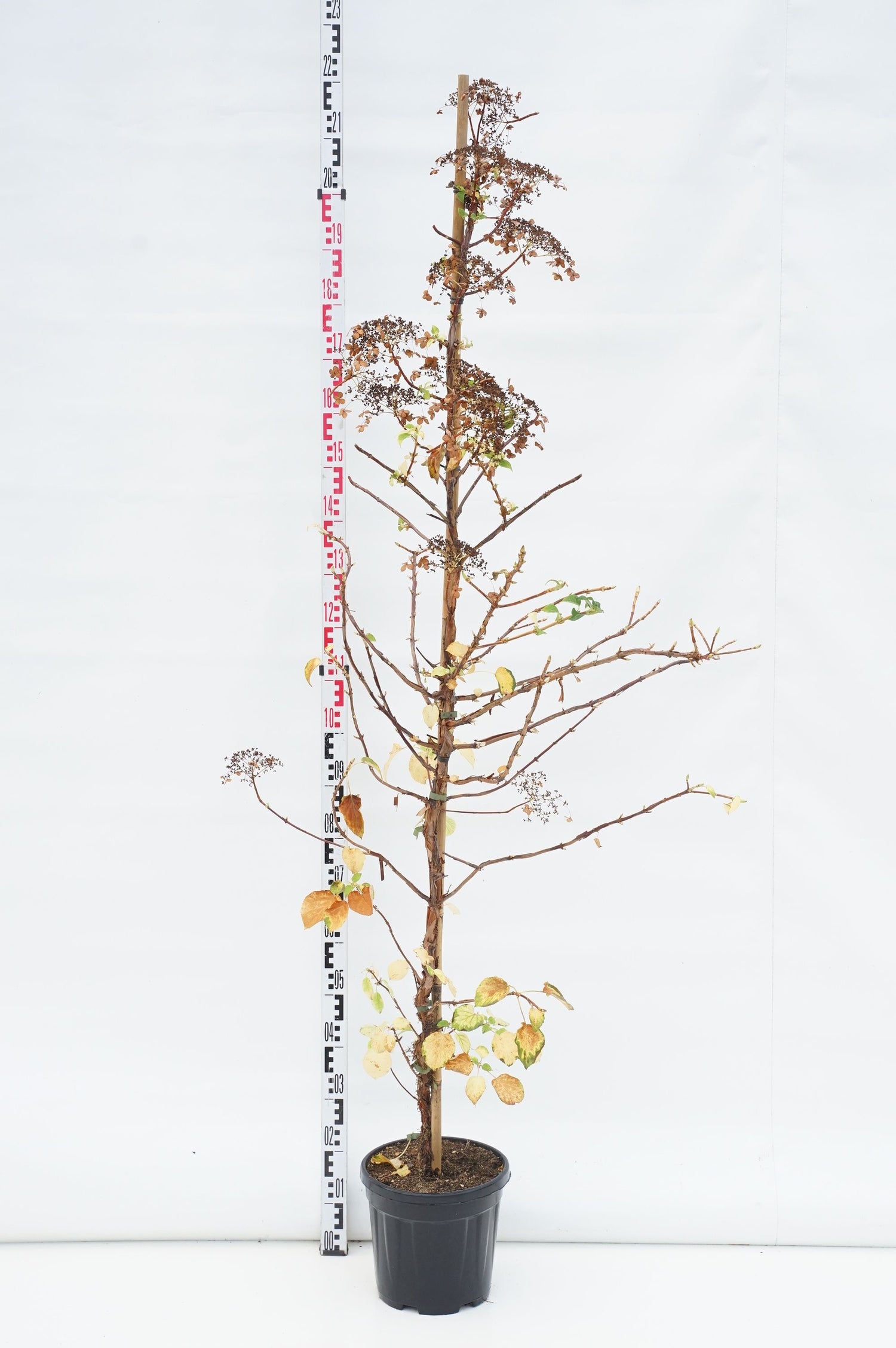 Hortensia anomala petiolaris - C10 175-200 CM