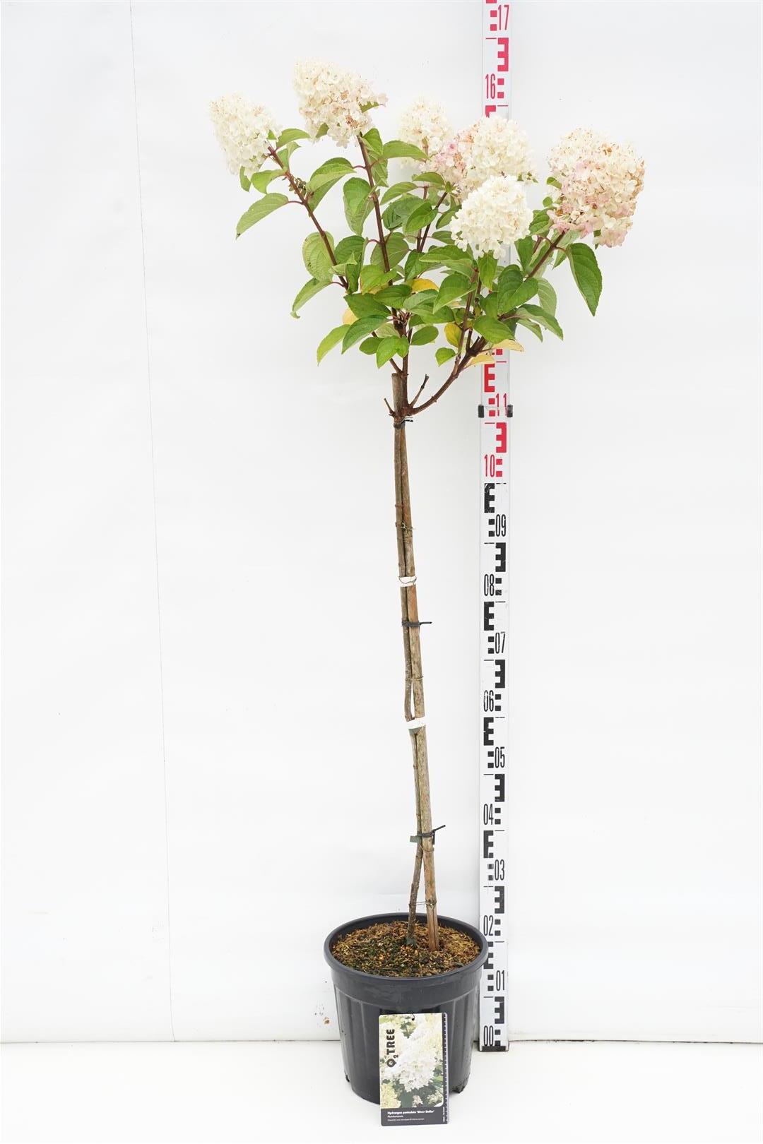 Hortensia pan. &