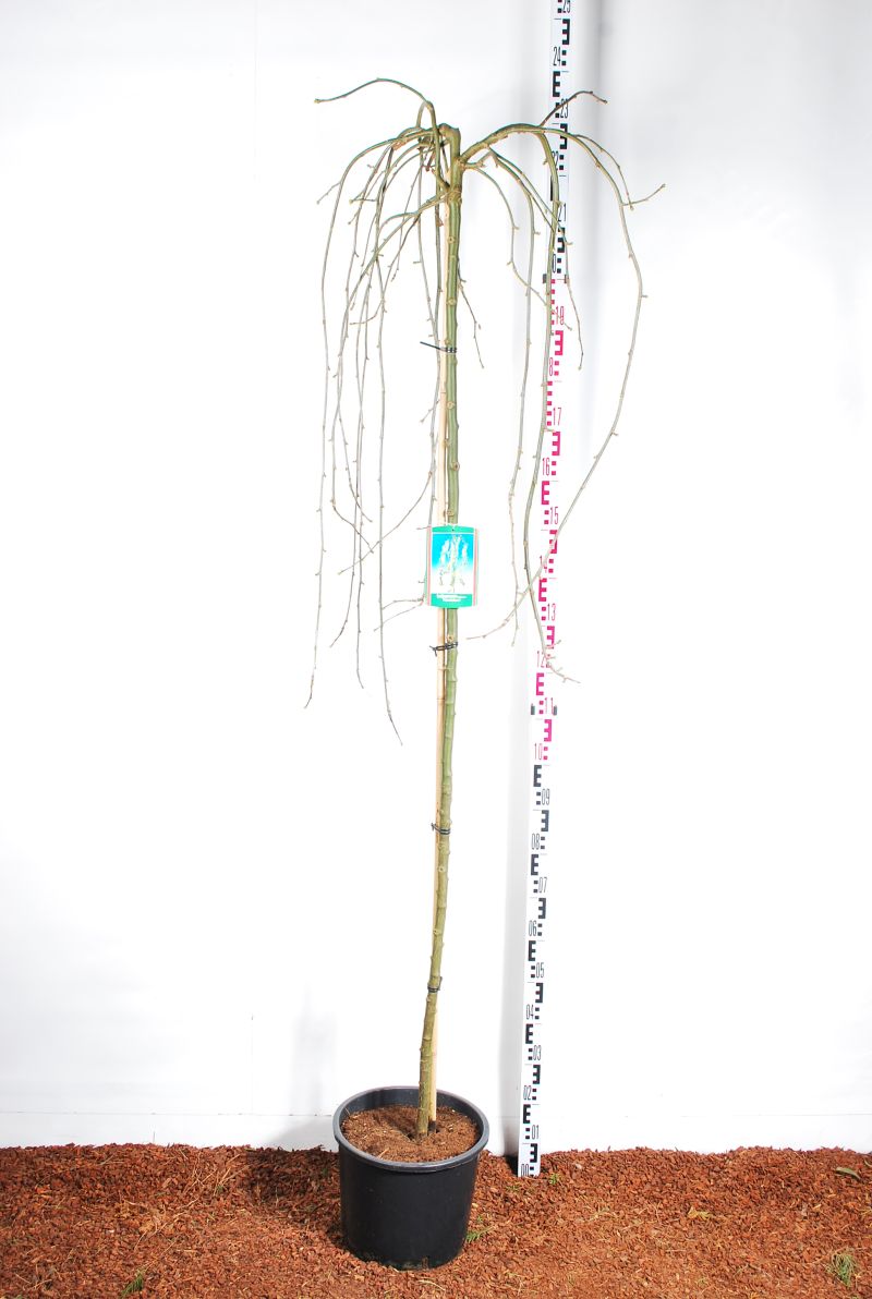 Laburnum alp. &