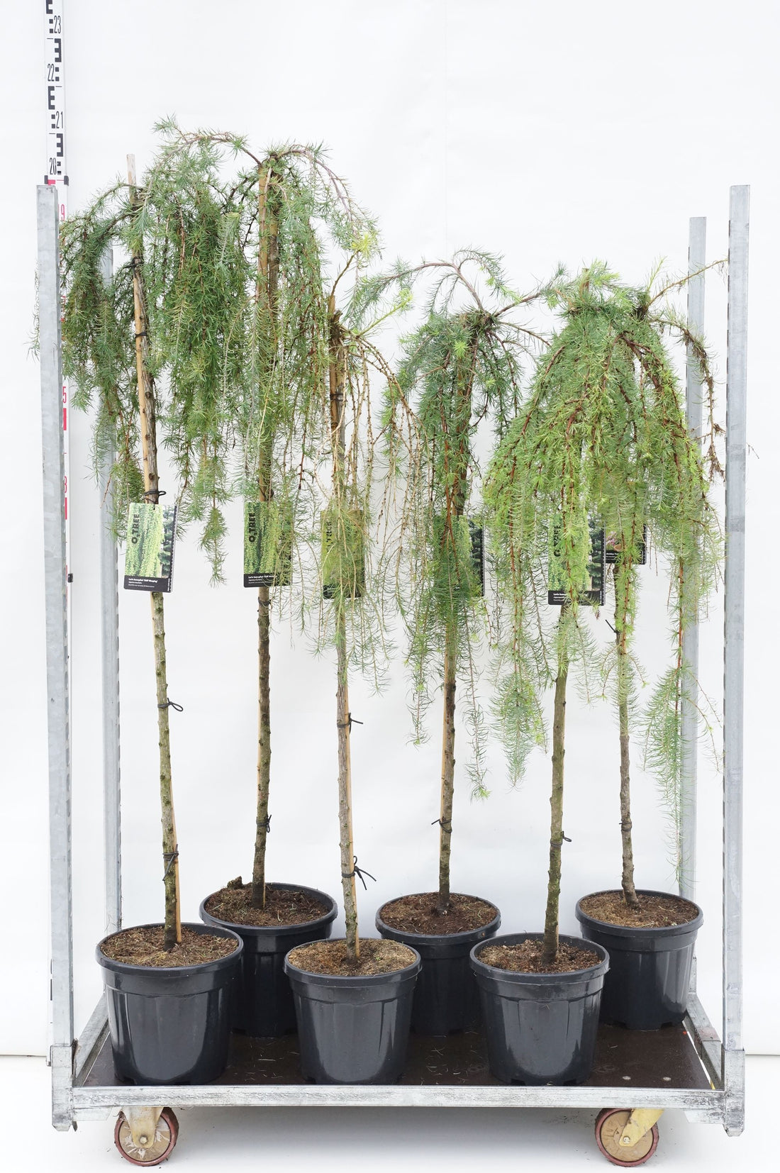 Lärk in cultivars - MIX CC STEMS