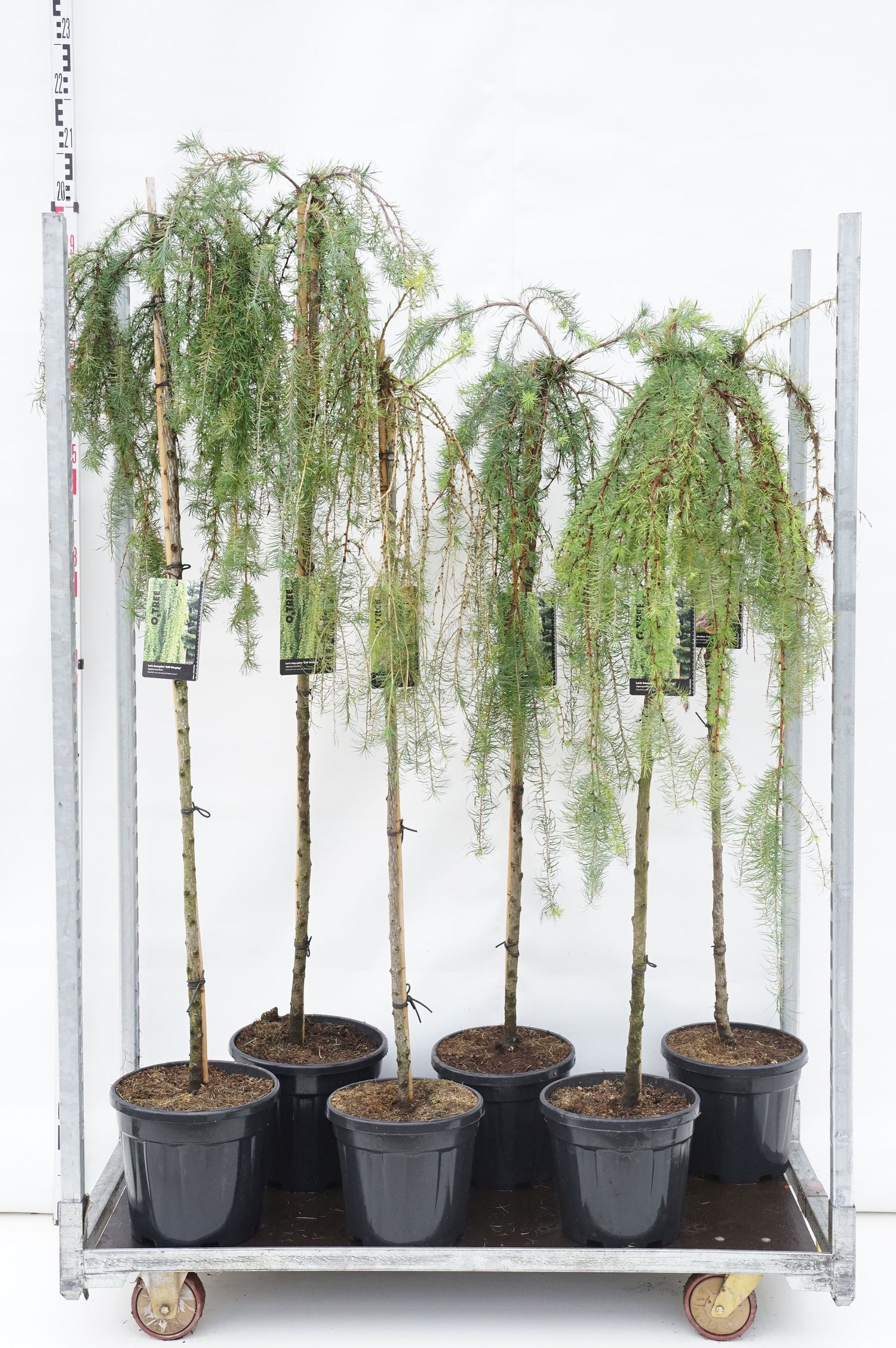 Lärk in cultivars - MIX CC STEMS