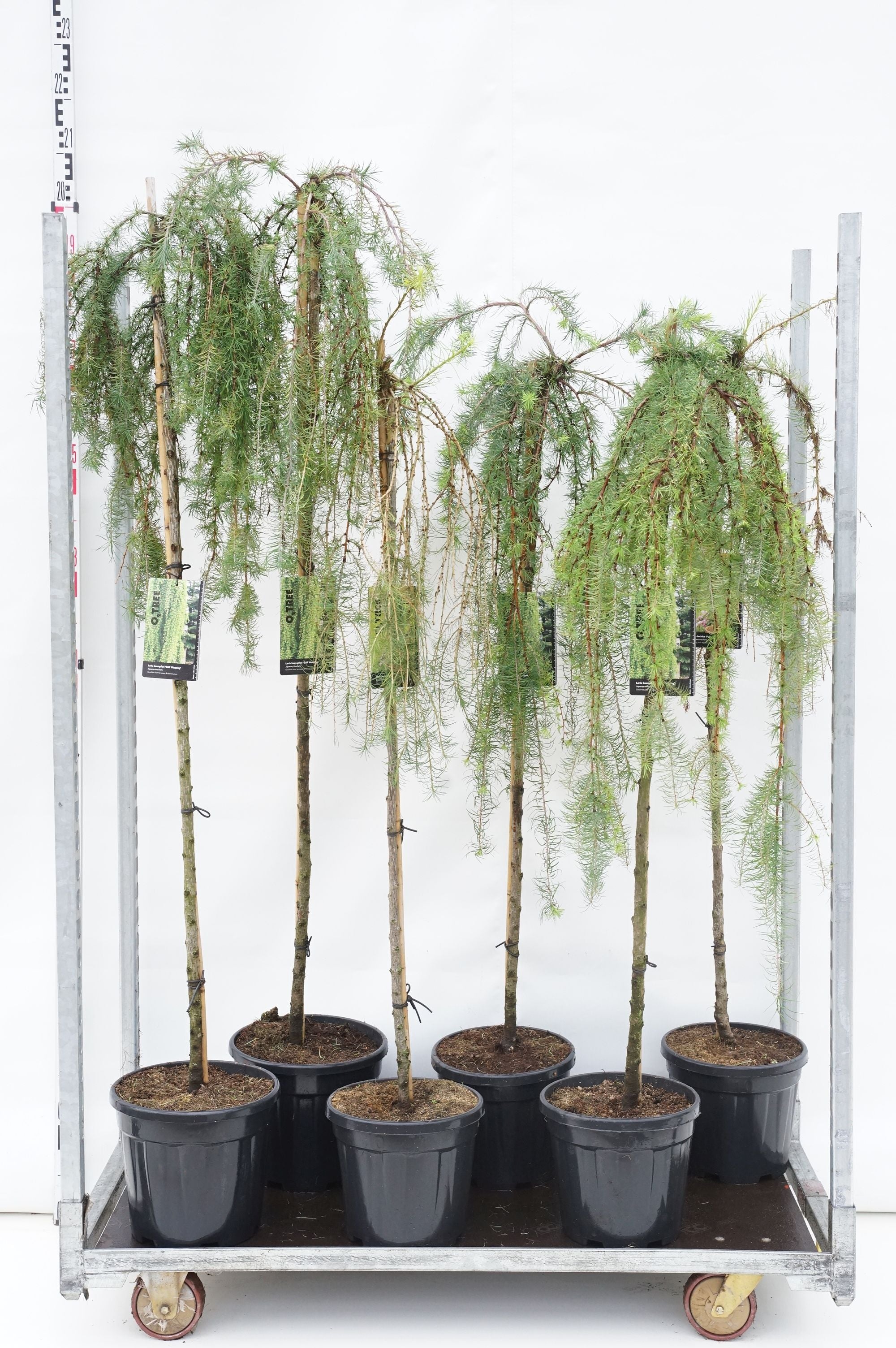 Lärk in cultivars - MIX CC STEMS