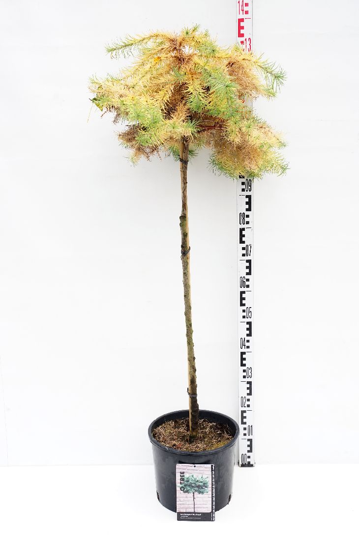 Larix kaempf. &