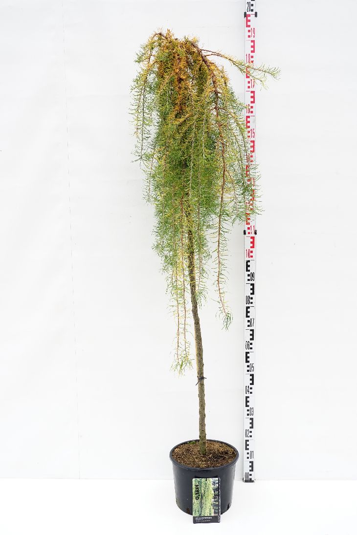 Larix kaempf. &