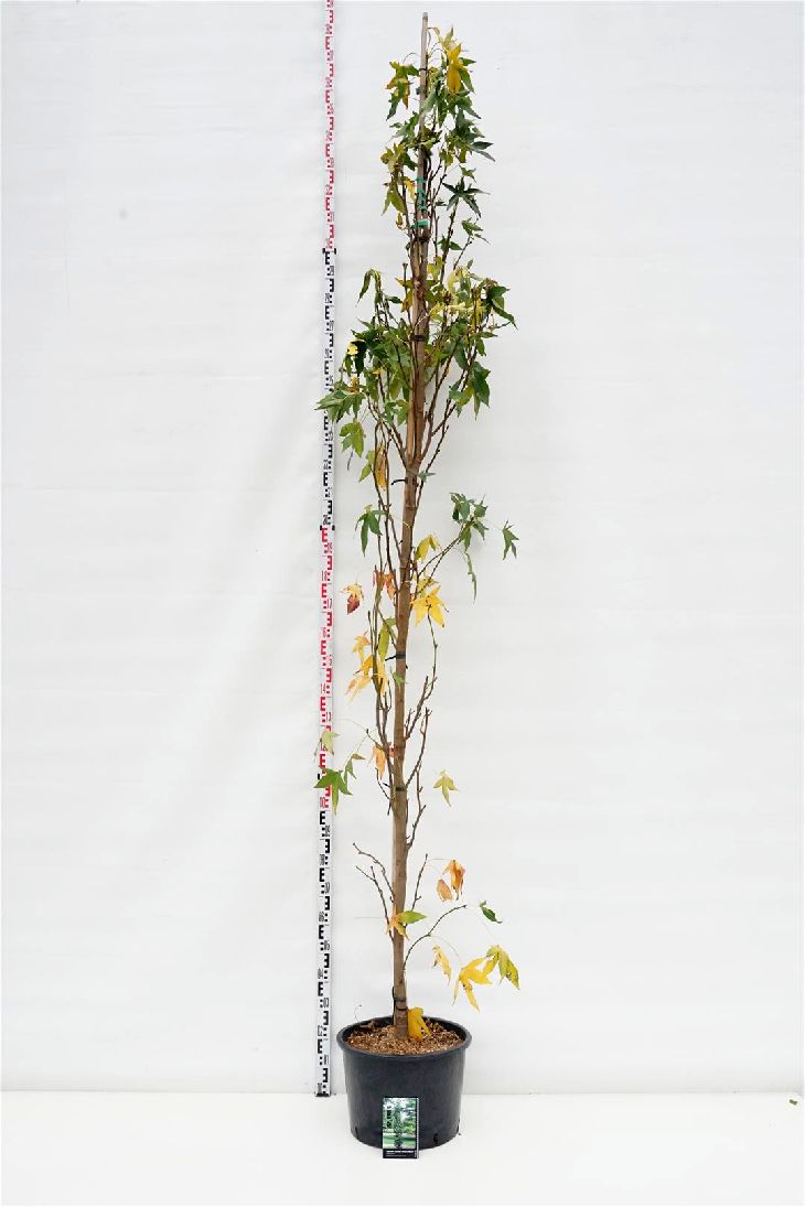 Liquidambar styraciflua &