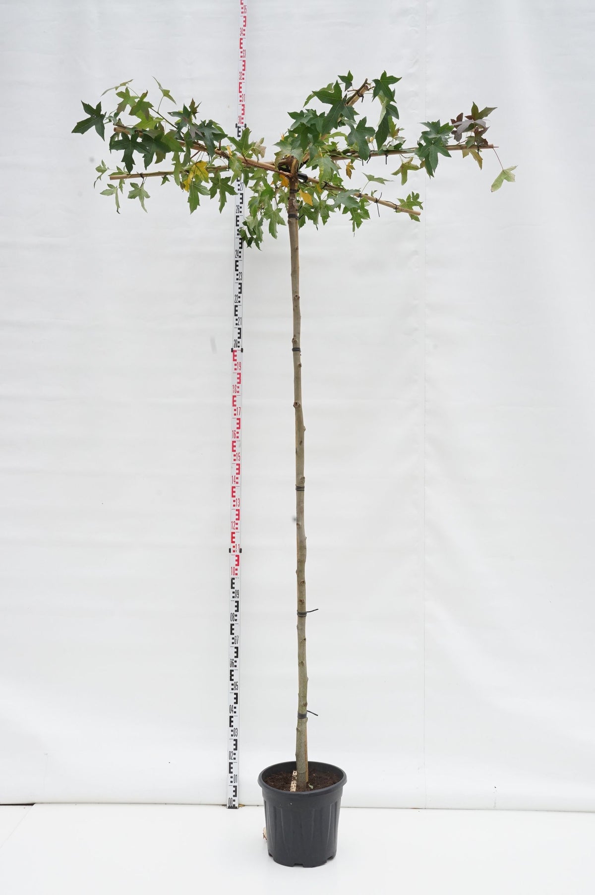 Liquidambar styraciflua (takträd) 240 cm Stam 18-20 C50 (50 liters kruka)