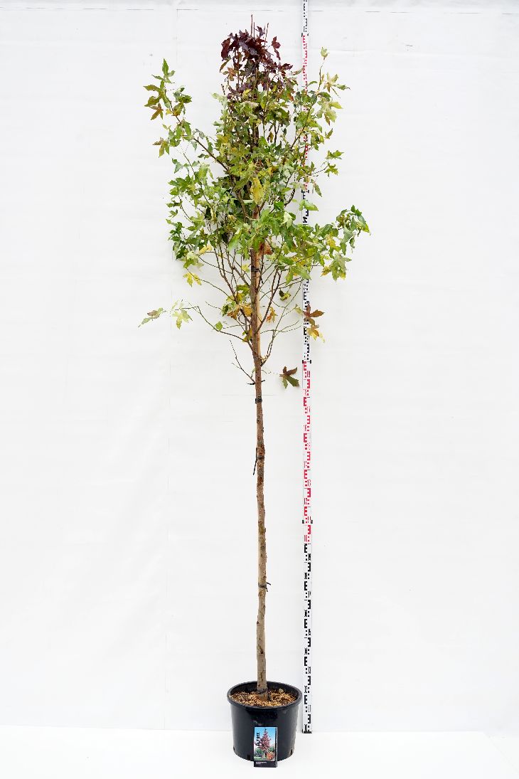 Liquidambar styraciflua stam 10-12 cm C50 (50 liters kruka)