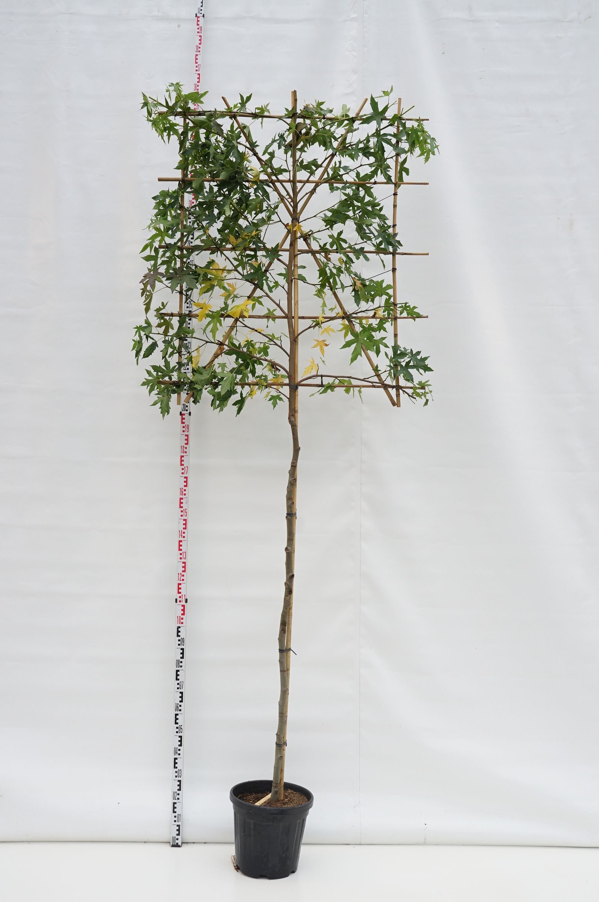 Liquidambar st. &