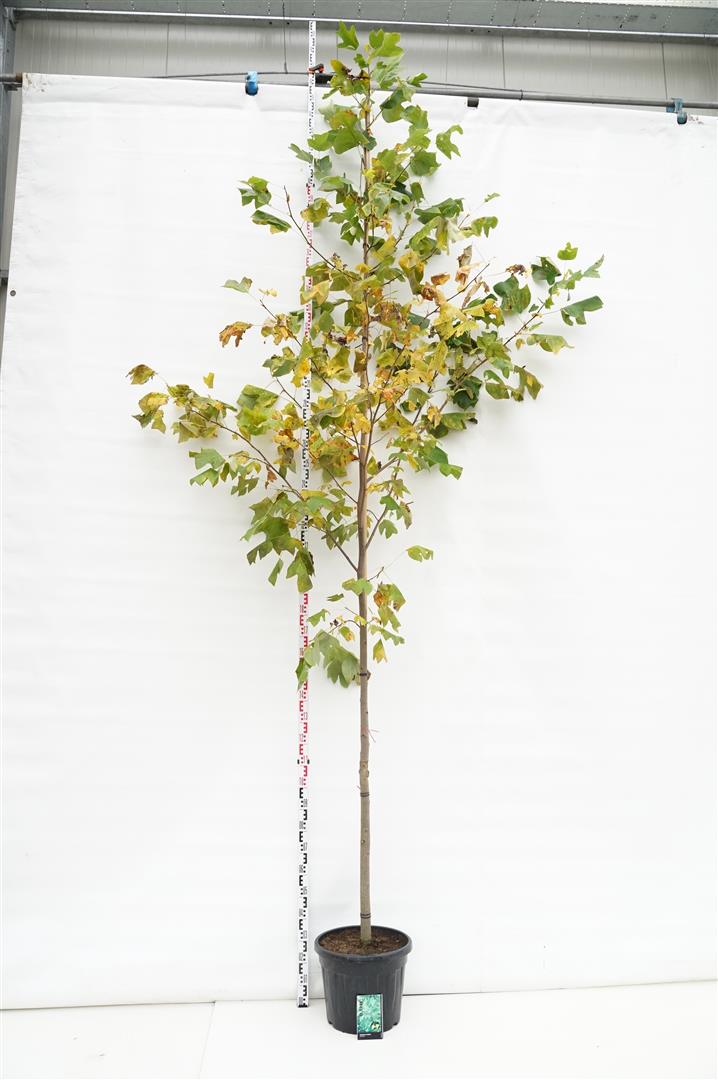 Tulpanträd tulipifera - 10-12 CM STAND C25