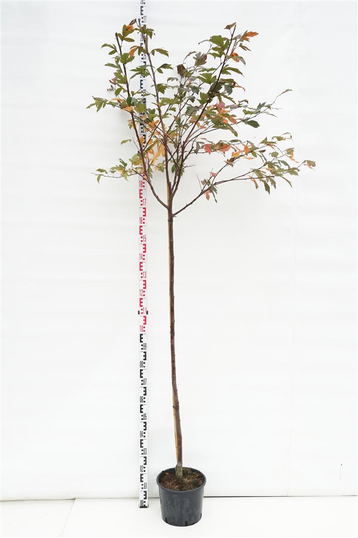 Malus d. &