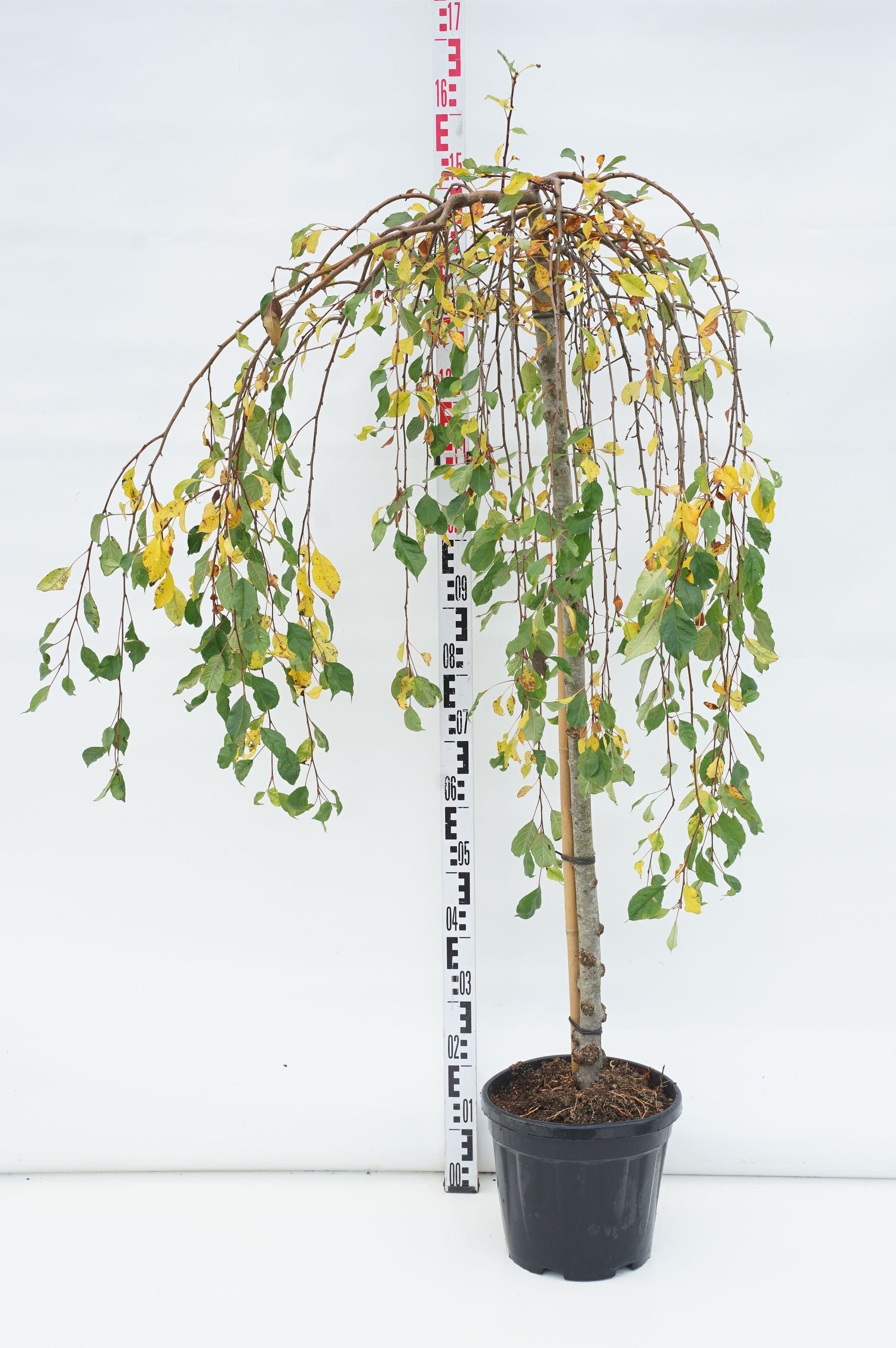 Malus &