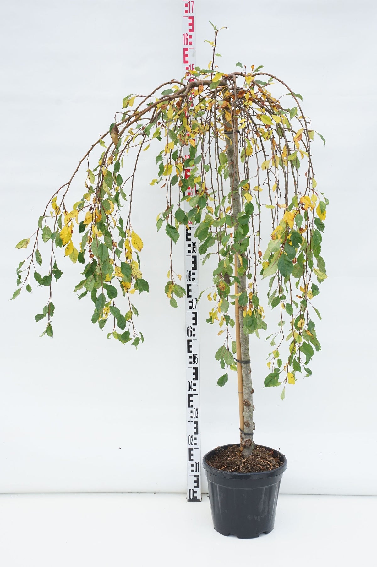 Malus &
