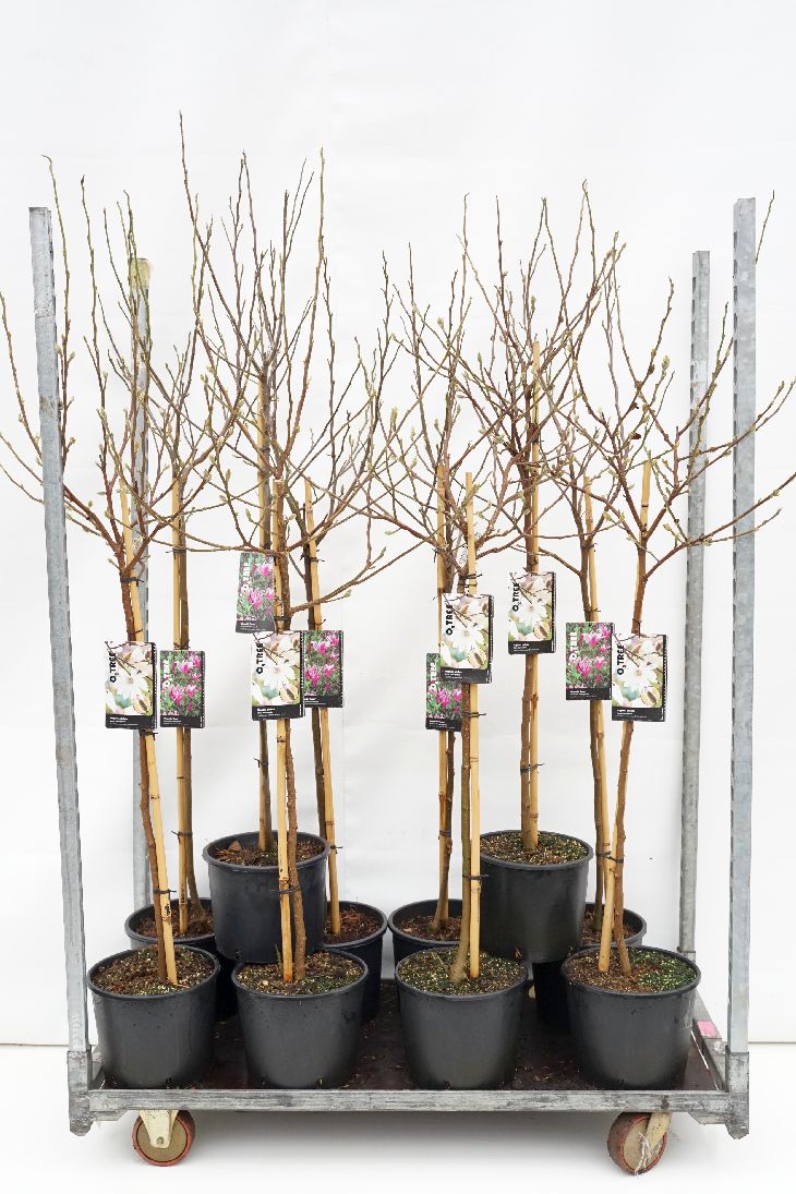 Magnolia in cultivars - 100 CM STEM C10