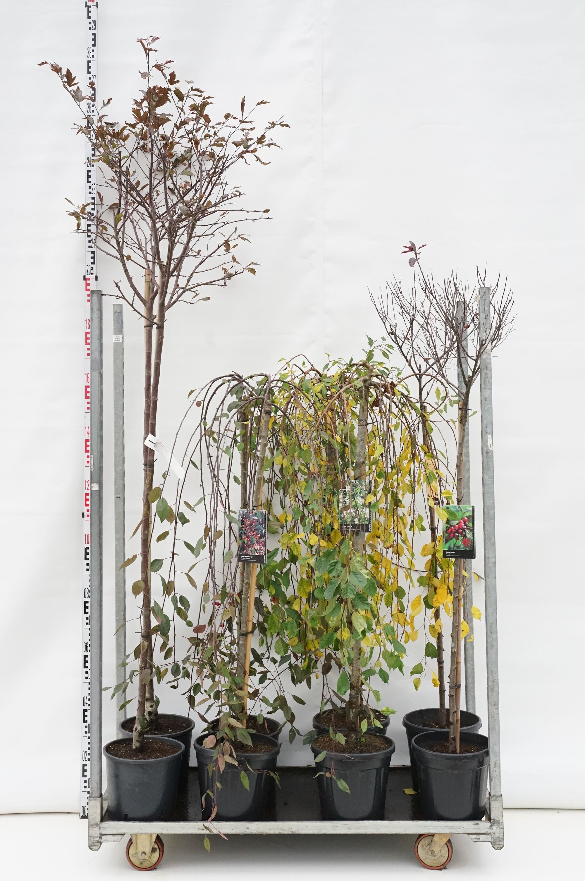 Äpple in cultivars - MIX CC STEMS