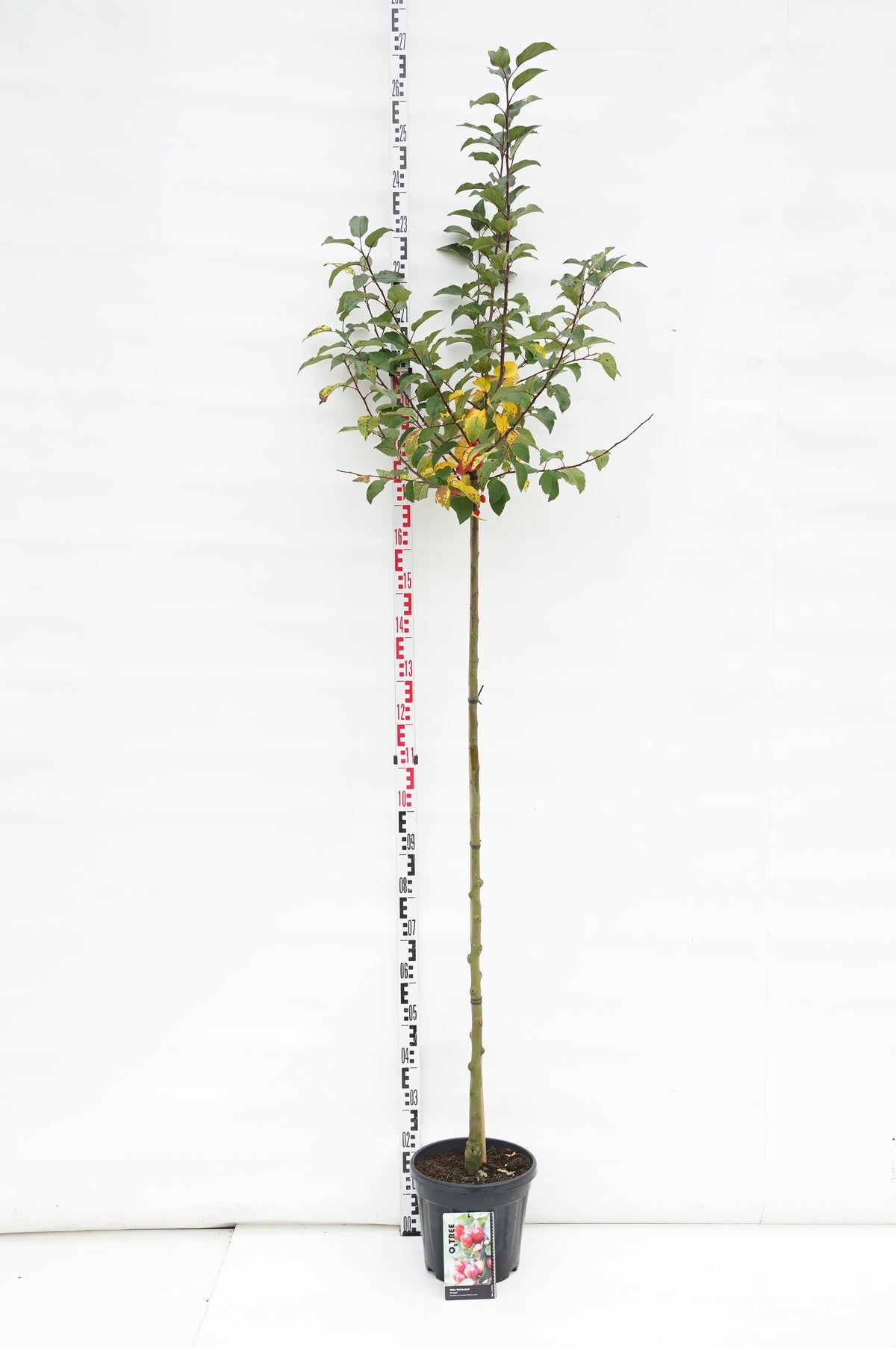 Malus &