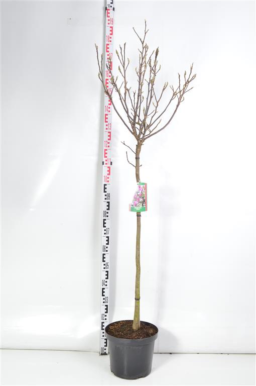 Magnolia &