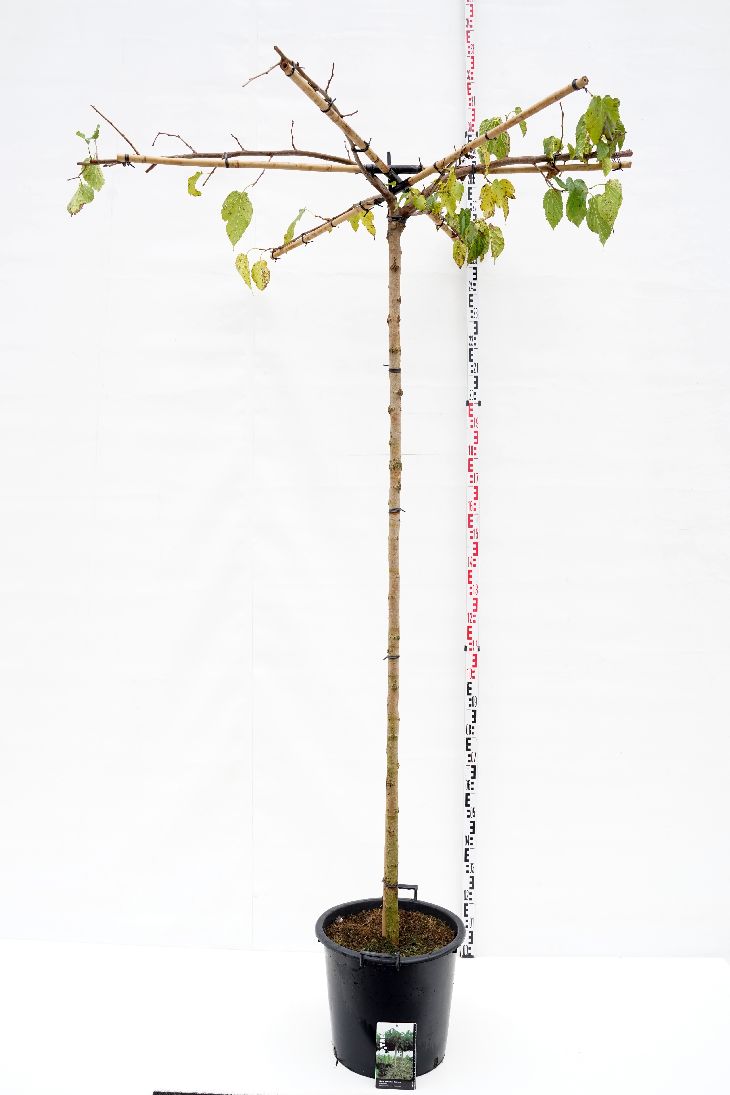 Morus alba &