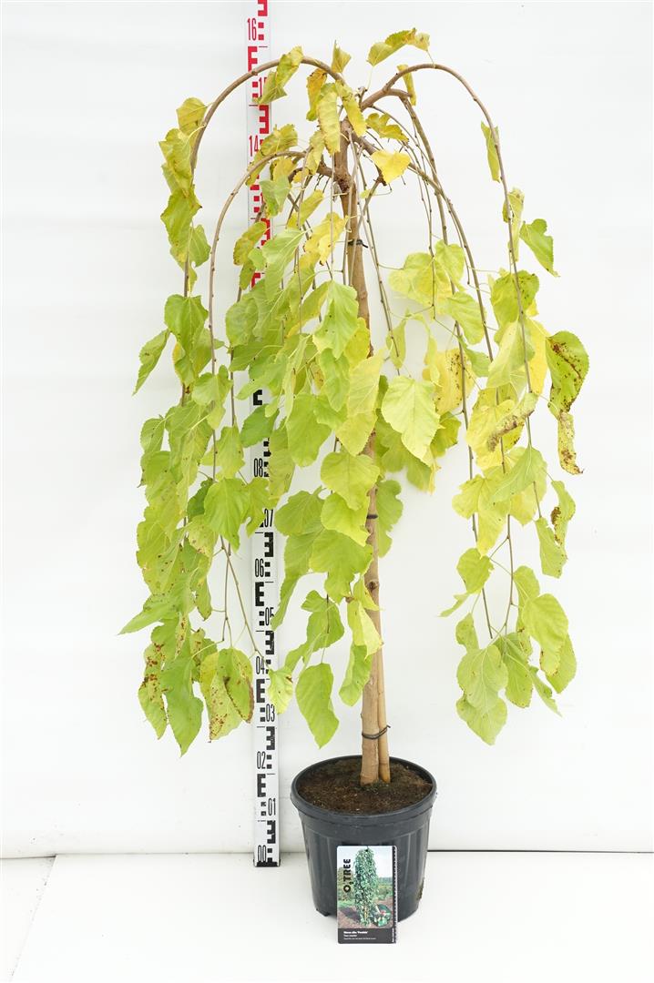 Morus alba &