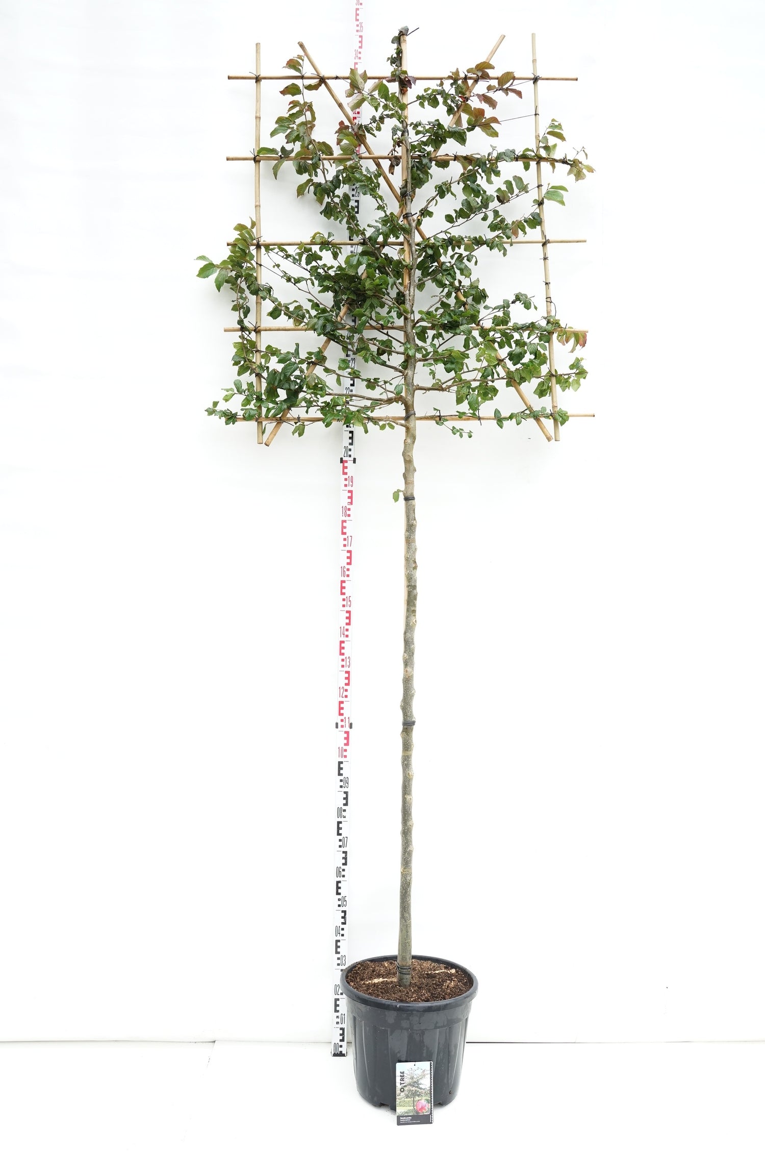 Parrotia persica (spaljerad) C45 (45 liters kruka)