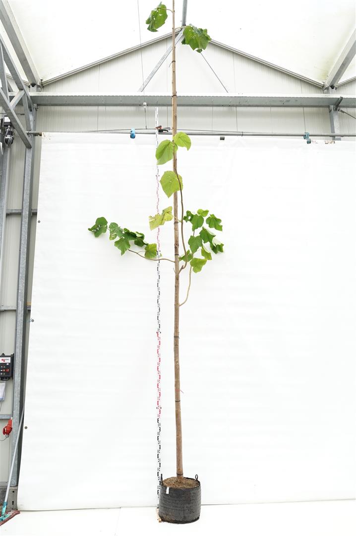Paulownia tomentosa C20 (20 liters kruka) 150-200 cm