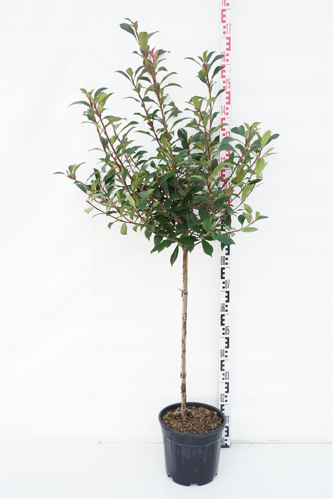 Glansmispel fraseri &