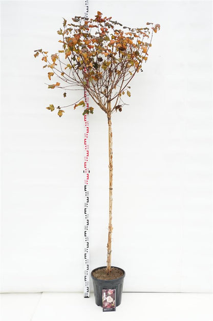 Physocarpus op. &
