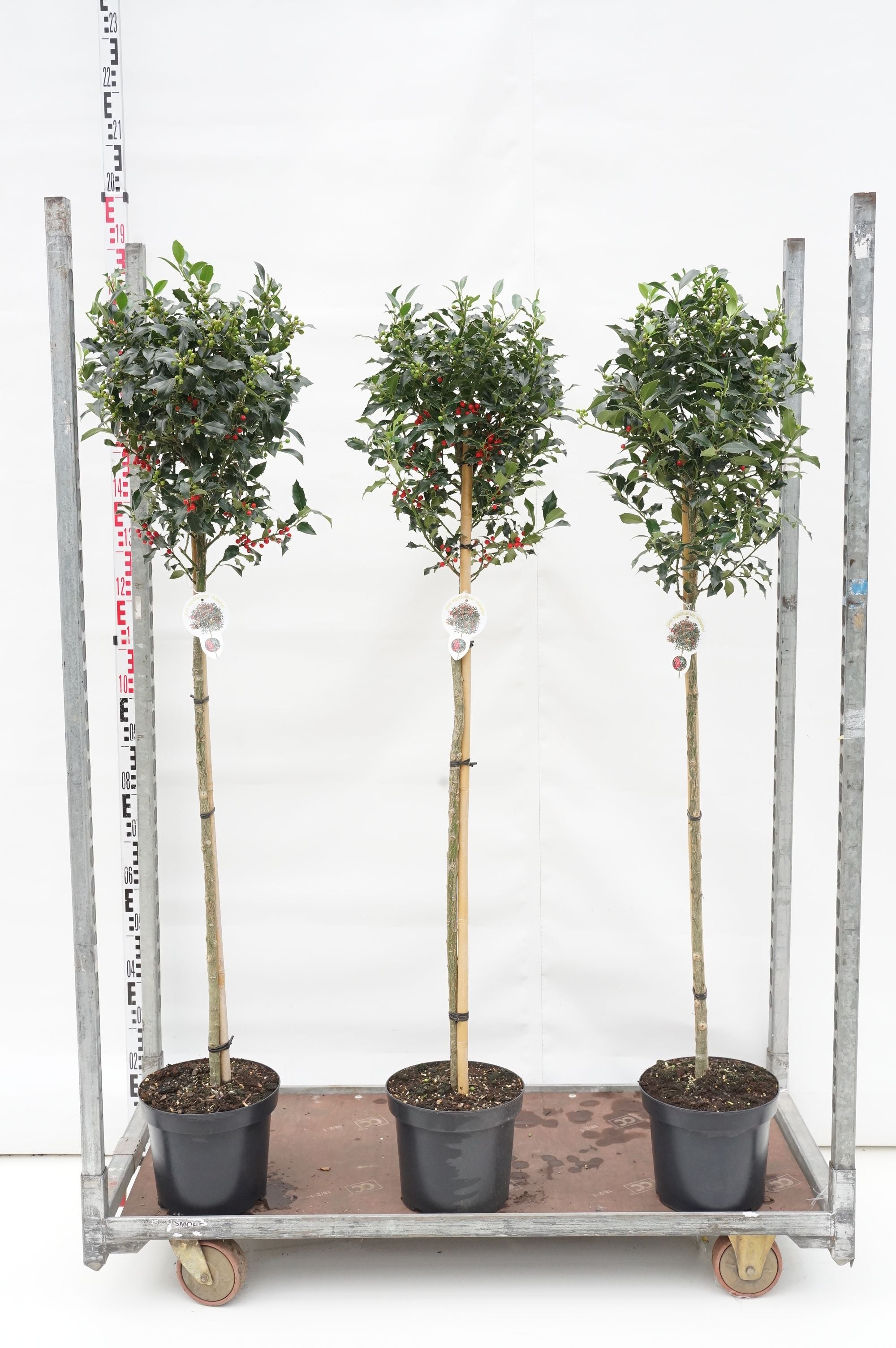 Physocarpus op. &