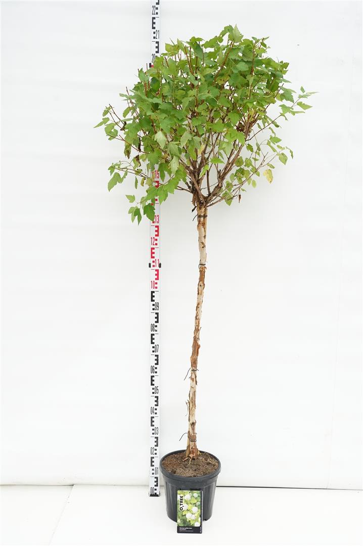 Smällspirea op. &
