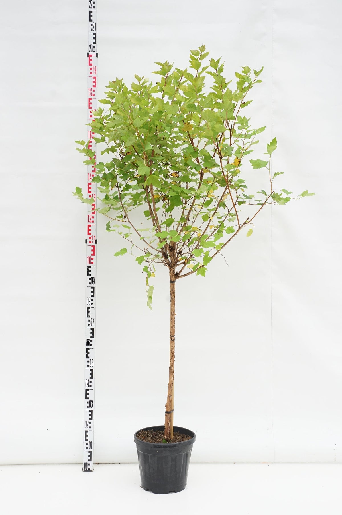 Physocarpus op. &