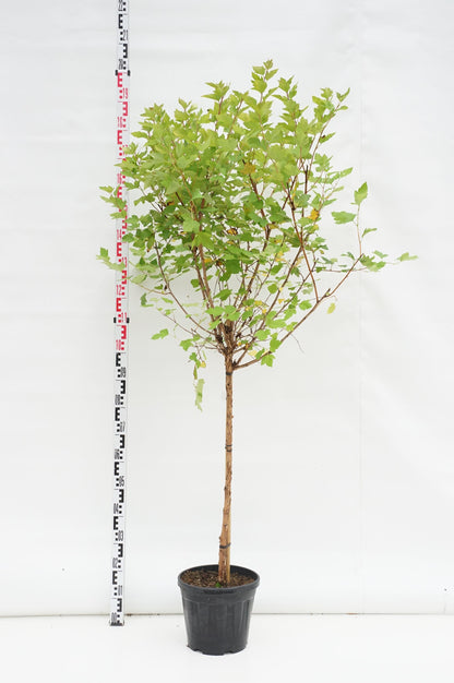 Physocarpus op. &