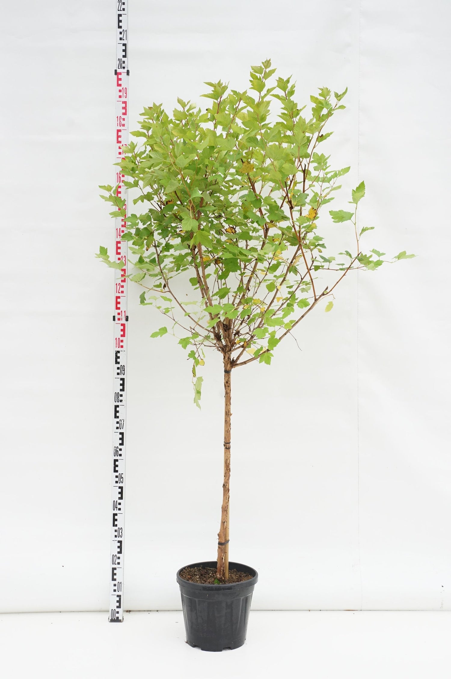 Physocarpus op. &