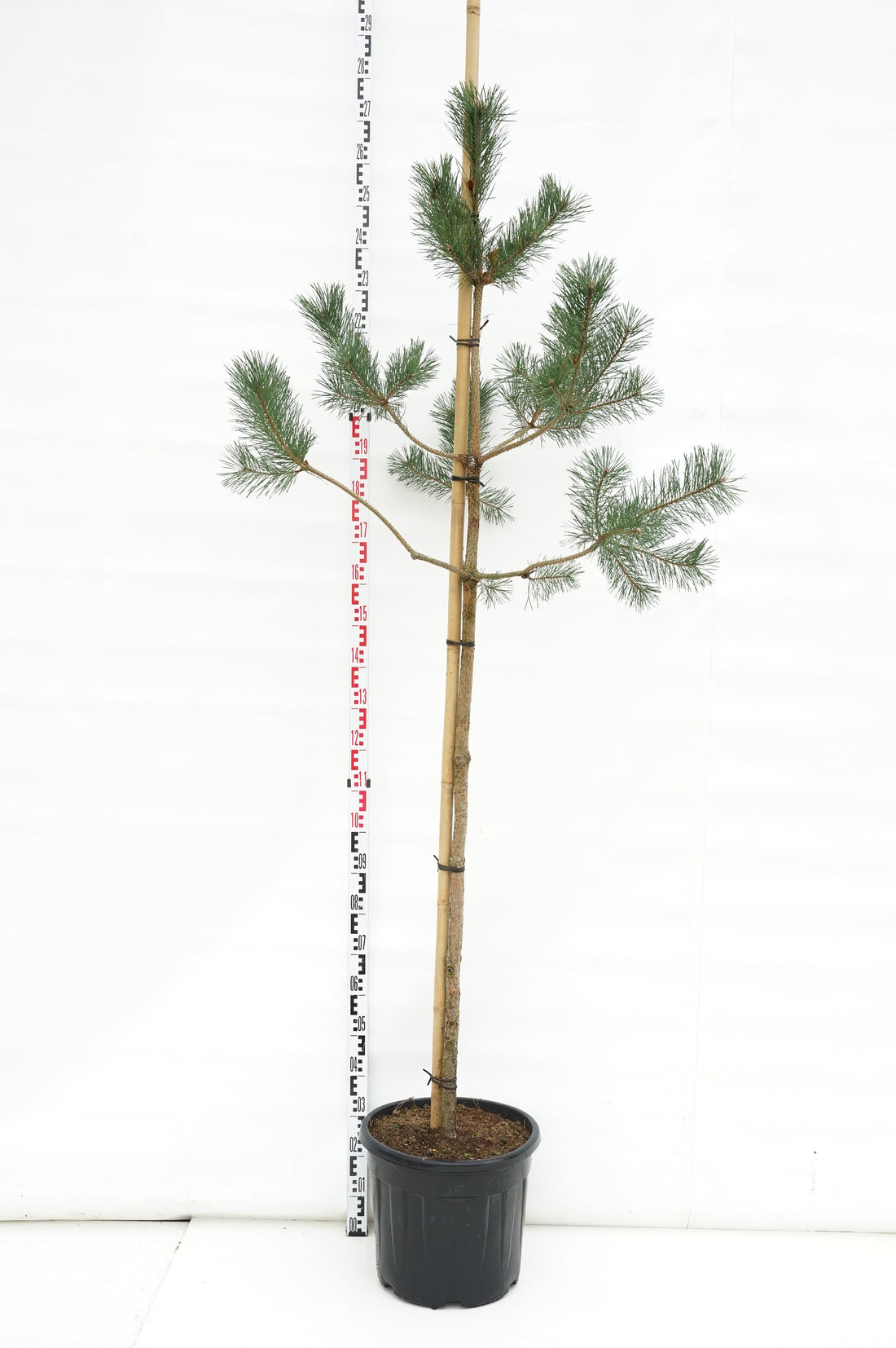 Tall sylvestris - 8-10CM STANDARD C35
