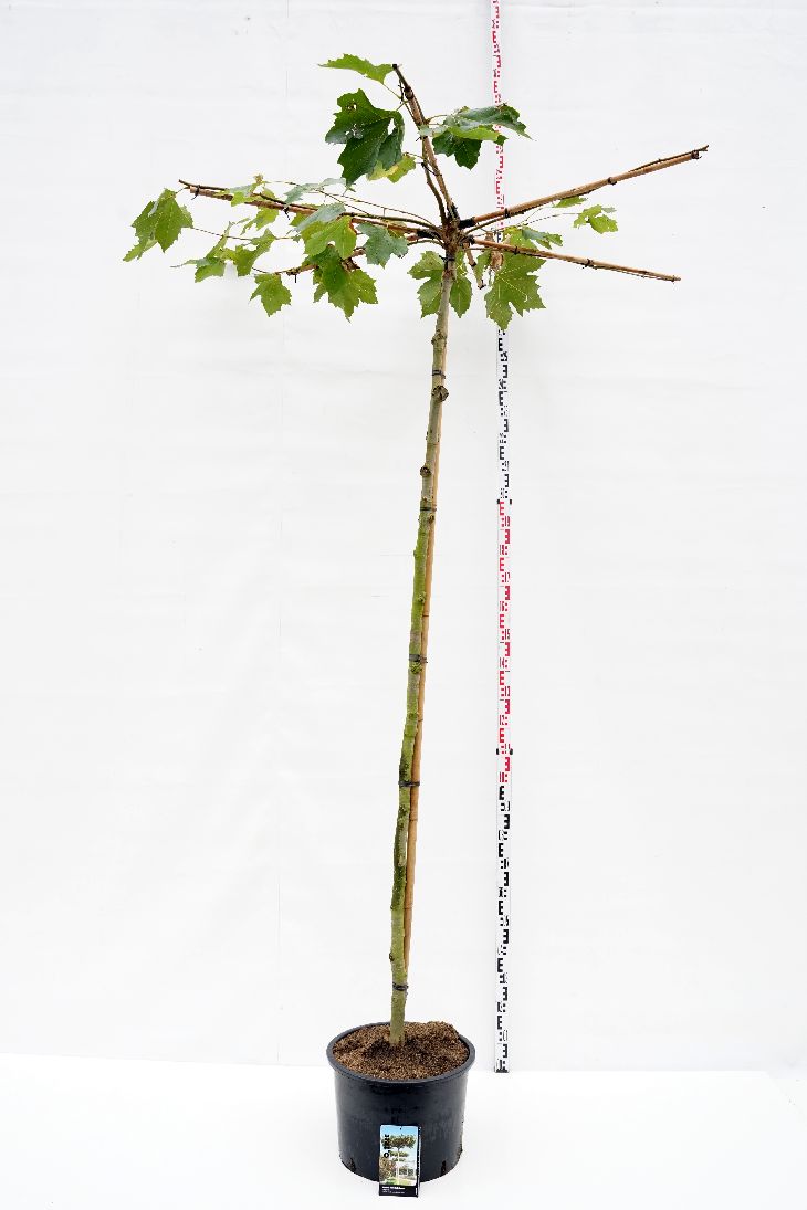 Platanus hispanica (takformad) 225 cm ST 12-14 C50 (50 liters kruka)