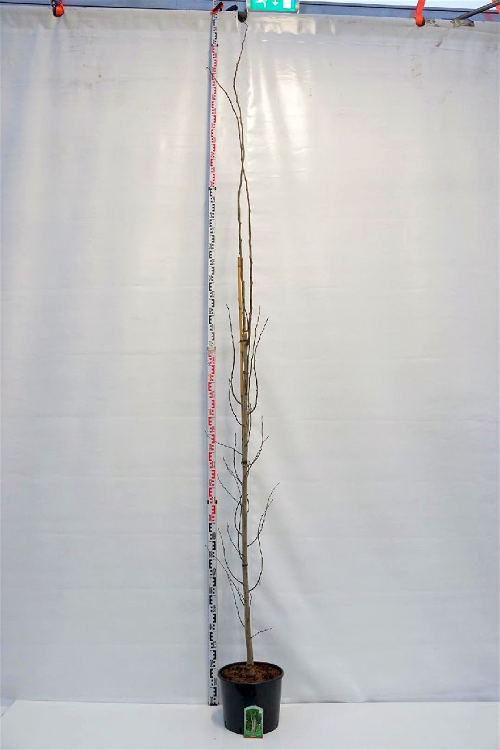 Populus tremula &