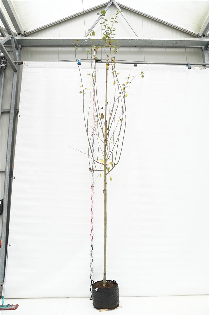 Populus tremula 10-12 cm Högstam, Barrot