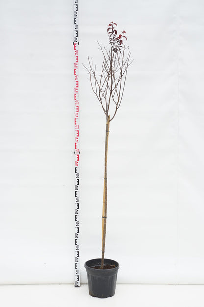 Prunus cer. &