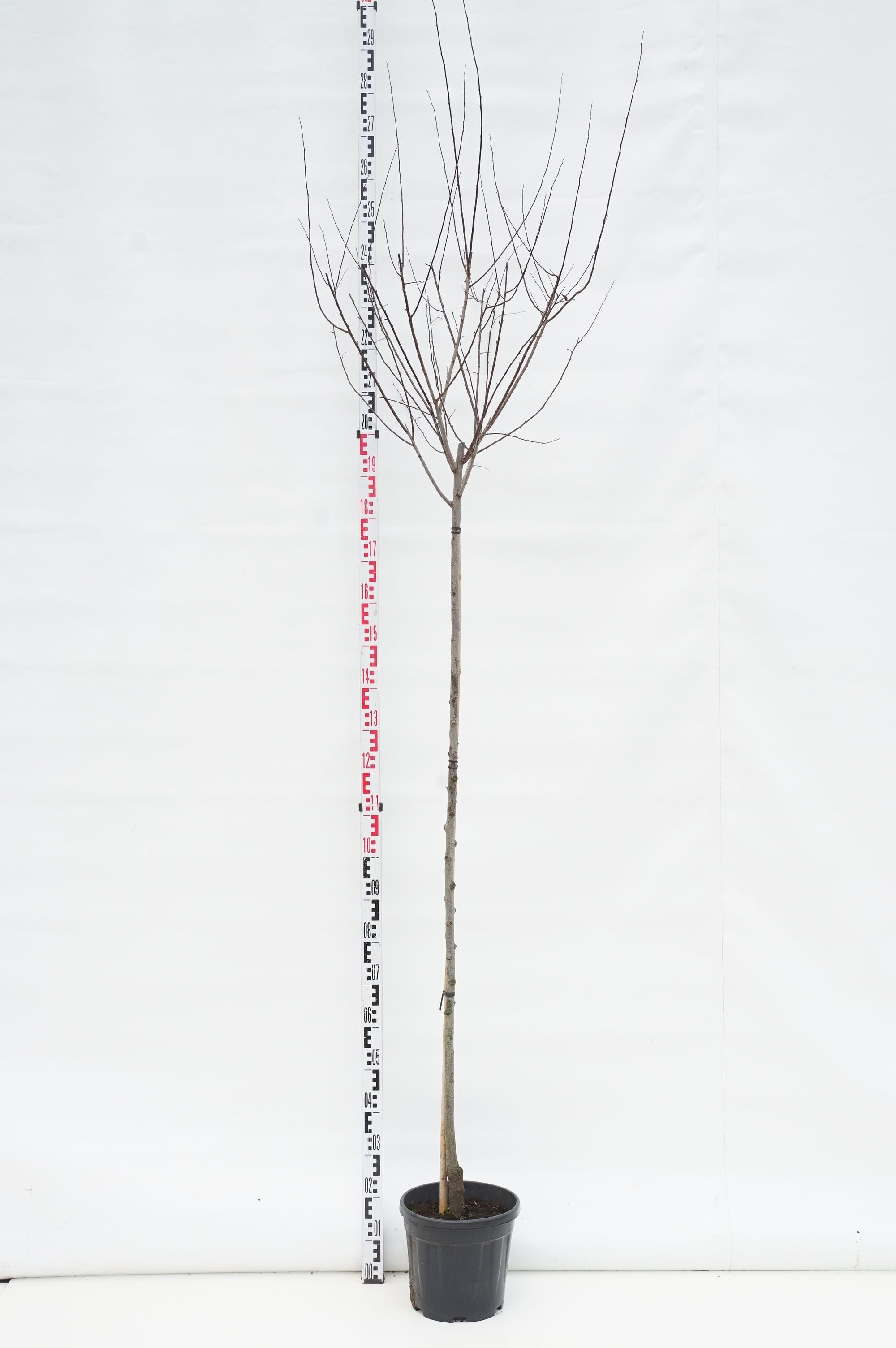 Prunus cerasifera &