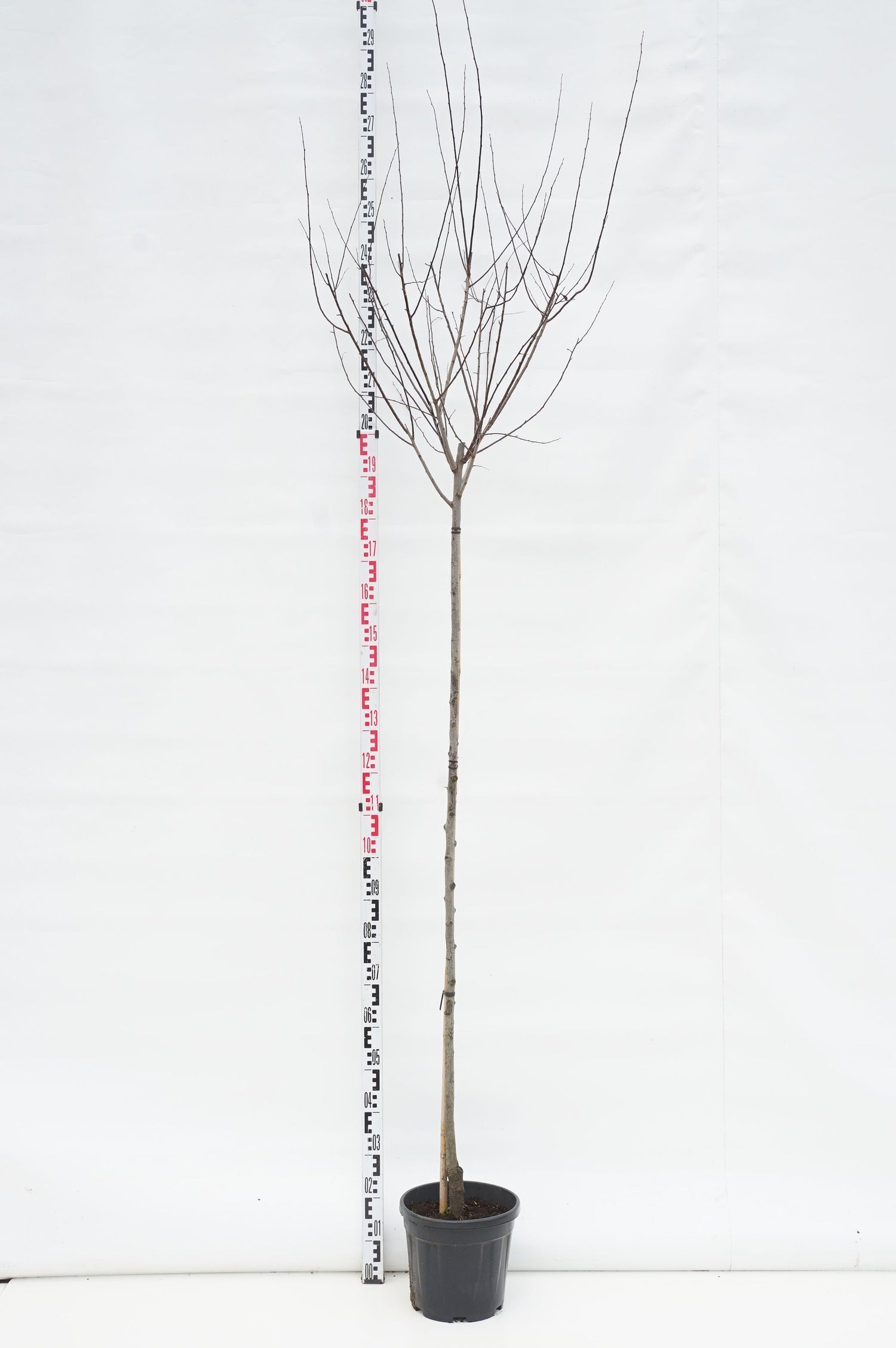Prunus cer. &