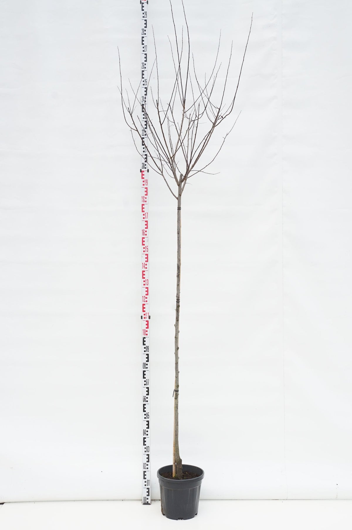 Prunus cer. &
