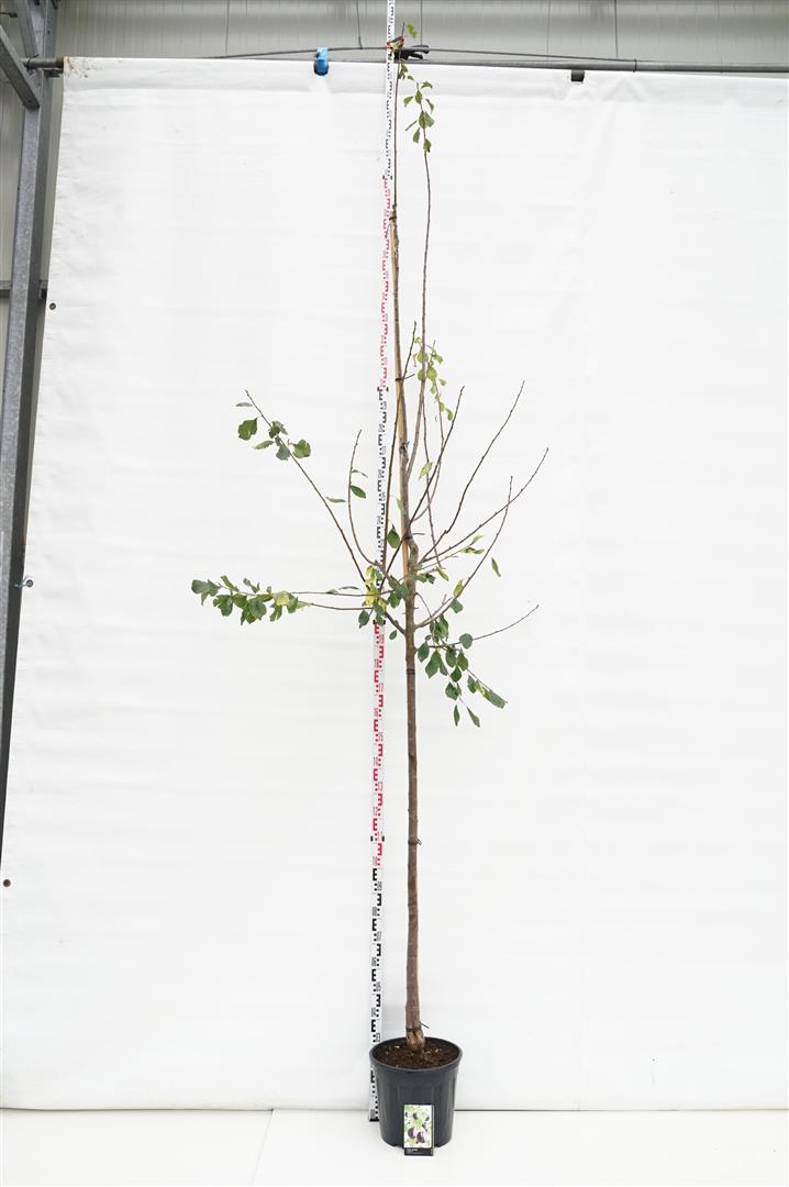 Prunus domestica &