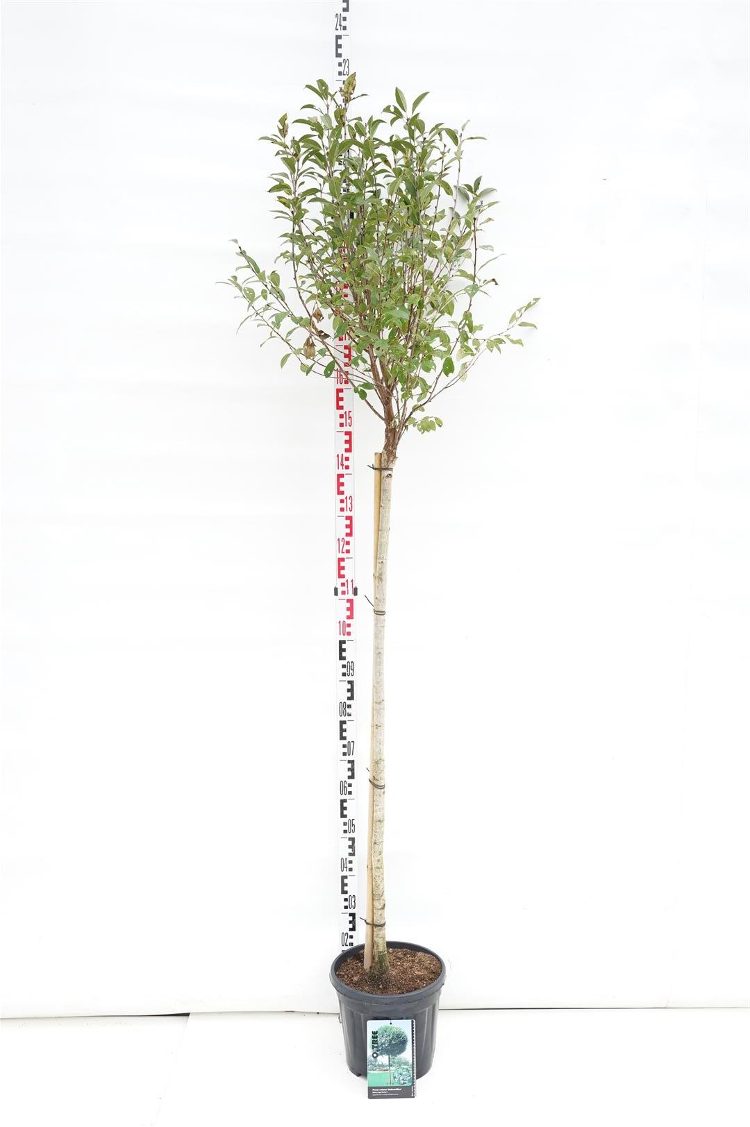 Prunus eminens &