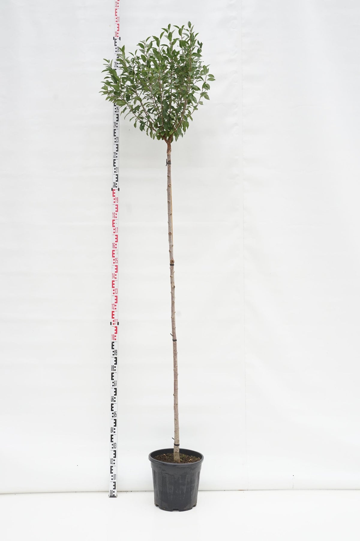 Prunus eminens &