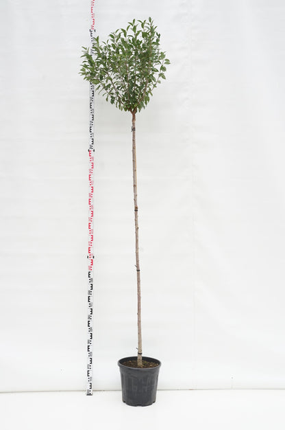 Prunus eminens &