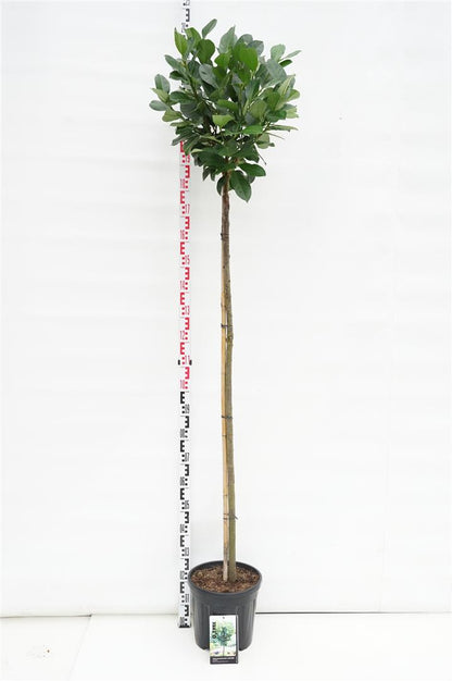 Prunus laurocerasus &
