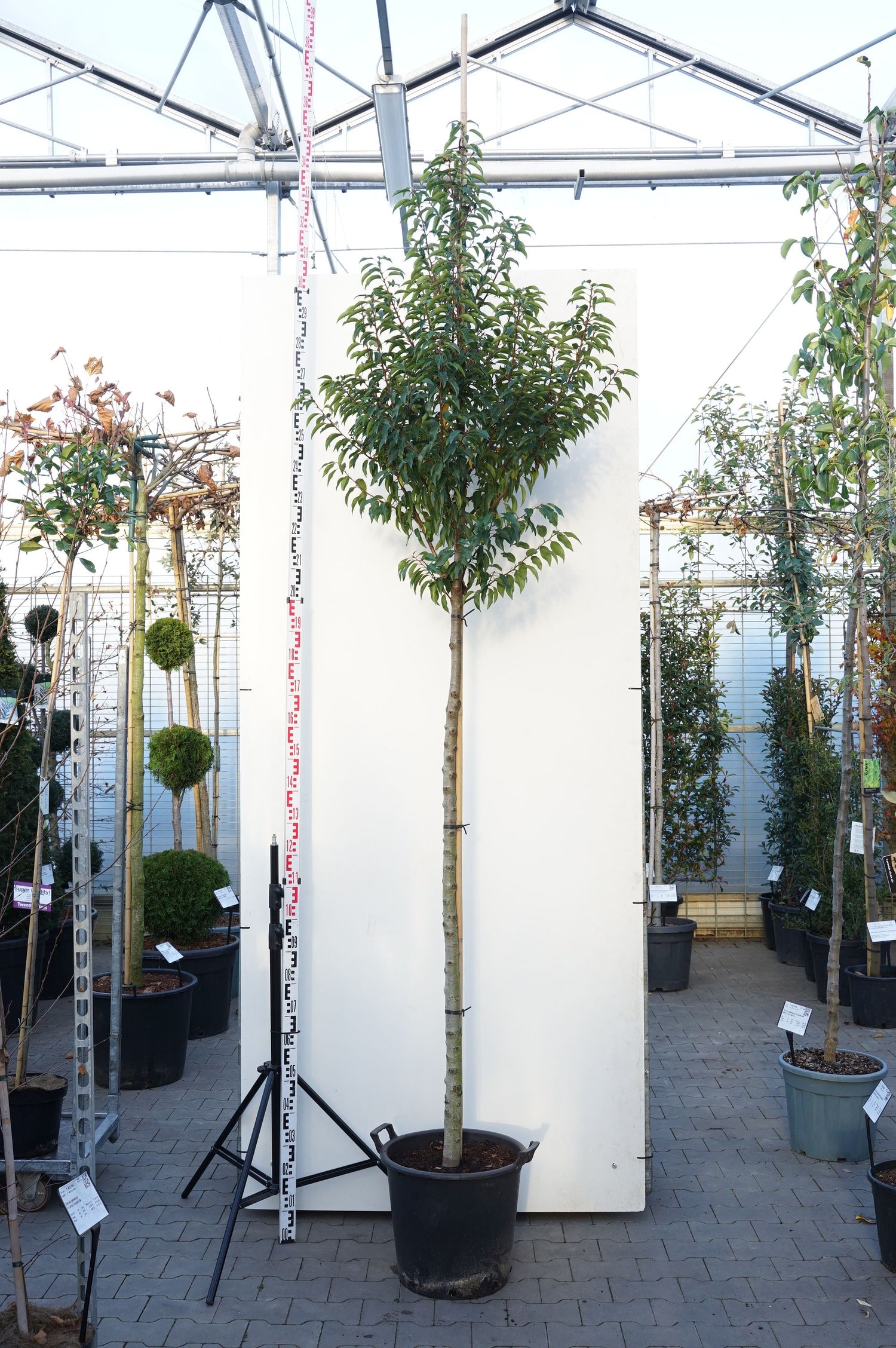 Körsbär laur. in cultivars - MIXPALLET