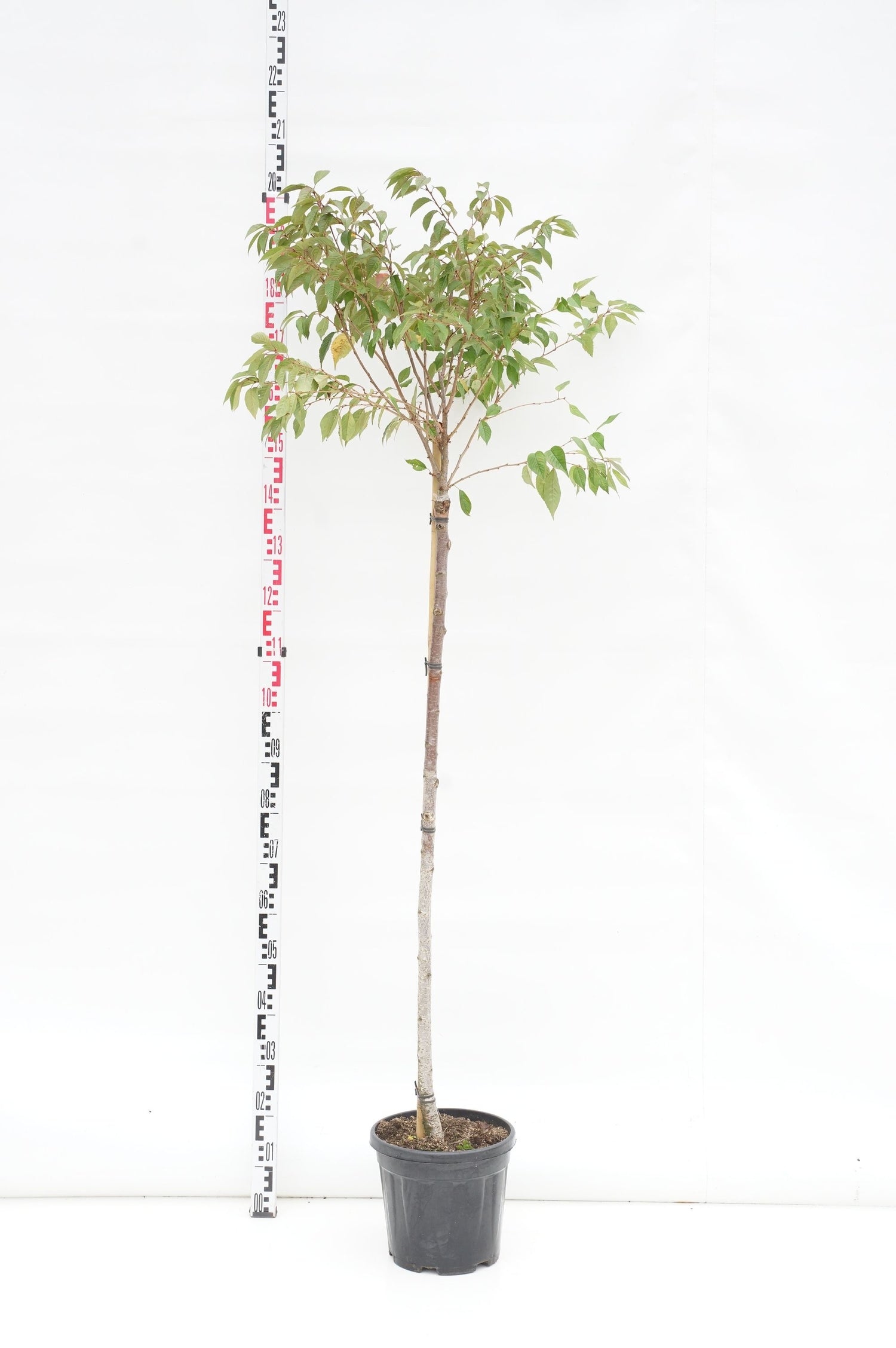 Prunus subh. &