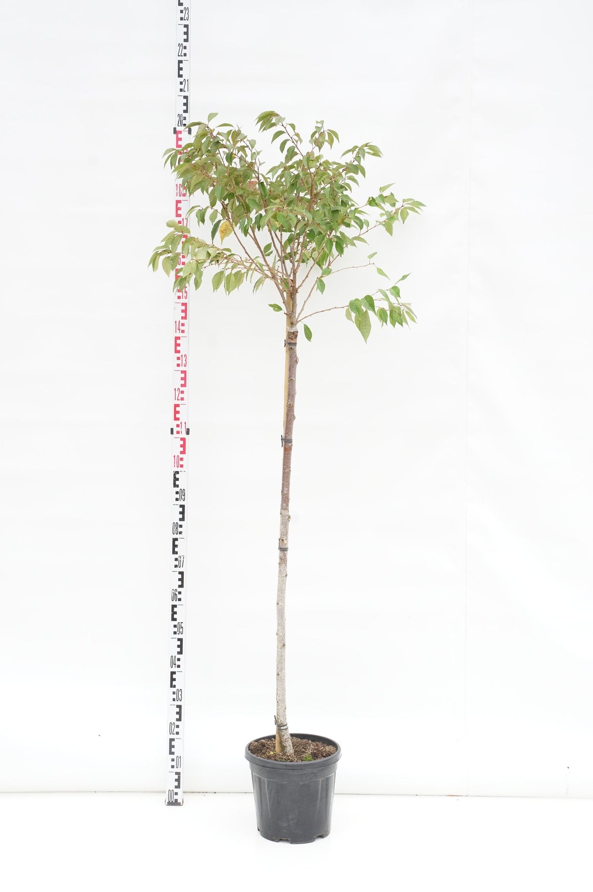 Prunus subh. &