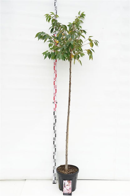 Prunus subh. &