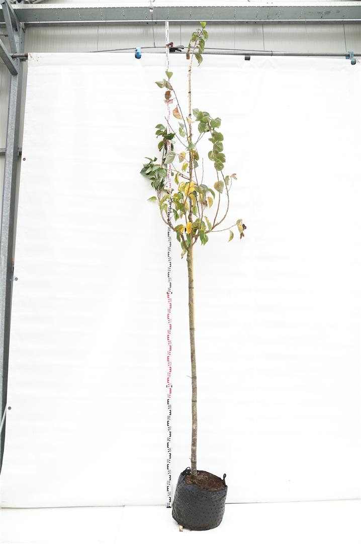 Prunus sargentii &