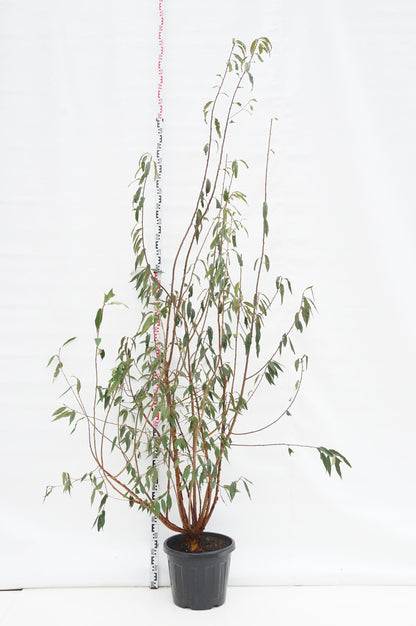 Prunus serrula C35 (35 liters kruka) 250-300 cm